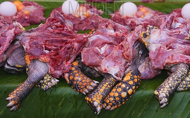 சட்டவிரோதமான முறையில் ஆமை இறைச்சியை வைத்திருந்தவர் கைது!