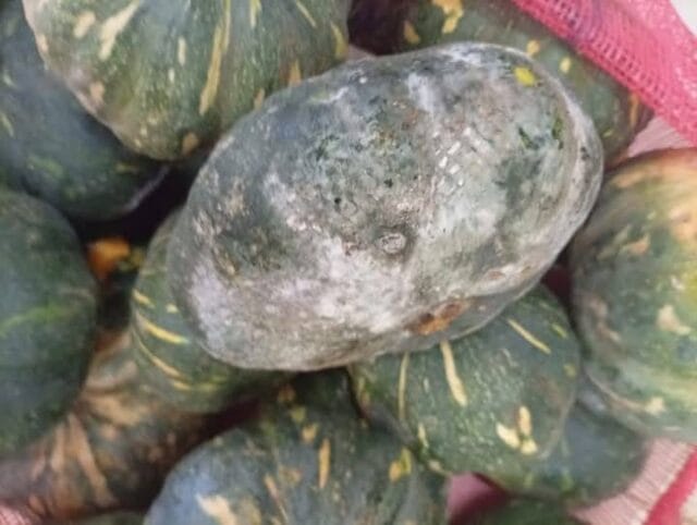 அழுகிய மரக்கறிகளை ஊழியர்களின் சமையலுக்காக வைத்திருந்த முல்லைத்தீவு ஆடை உற்பத்தி நிலையத்துக்கு அபராதம்!