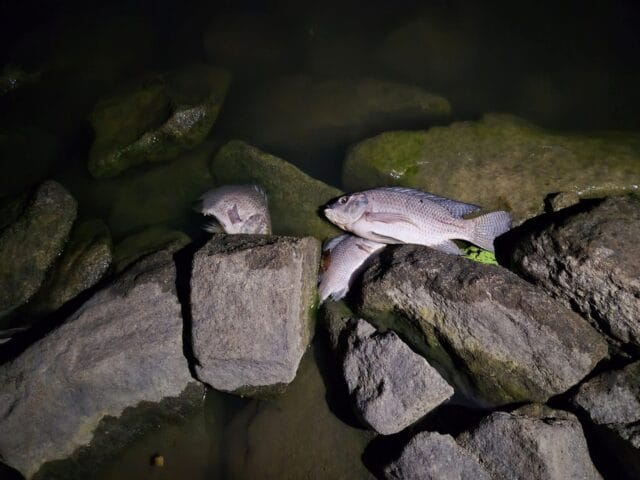 வவுனியா மக்களுக்கான அவசர எச்சரிக்கை – தெற்கு தமிழ் பிரதேசசபை தவிசாளர்…!