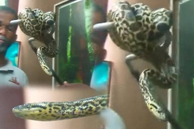 காணாமல்போன அனகொண்டா: தெஹிவளை மிருகக்காட்சிசாலையில் என்ன நடந்தது?