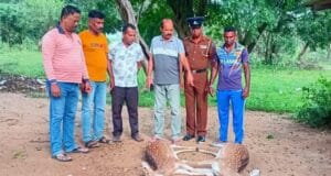 கந்தளாயில் மான்களை வேட்டையாடிய இருவர் கைது! தமிழிஸ் செய்திகள் - Tamiliz Tamil News and Articles - Tamiliz News