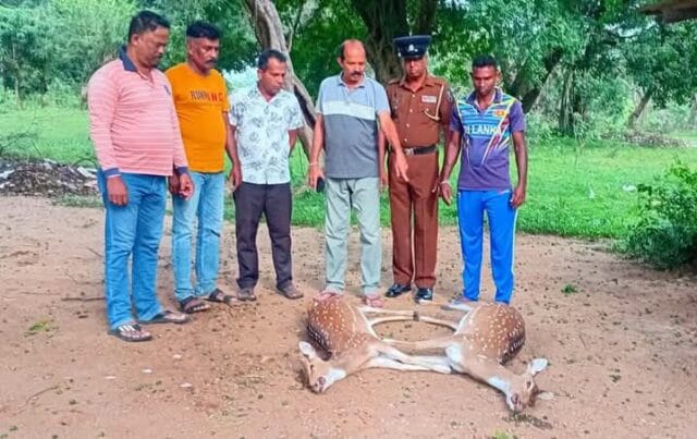 கந்தளாயில் மான்களை வேட்டையாடிய இருவர் கைது!