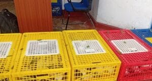 இந்தியாவில் இருந்து நெடுந்தீவுக்கு புறாக்கள் கடத்தல் – மூன்று இளைஞர்கள் கைது..! தமிழிஸ் செய்திகள் - Tamiliz Tamil News and Articles - Tamiliz News