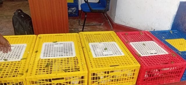 இந்தியாவில் இருந்து நெடுந்தீவுக்கு புறாக்கள் கடத்தல் – மூன்று இளைஞர்கள் கைது..!