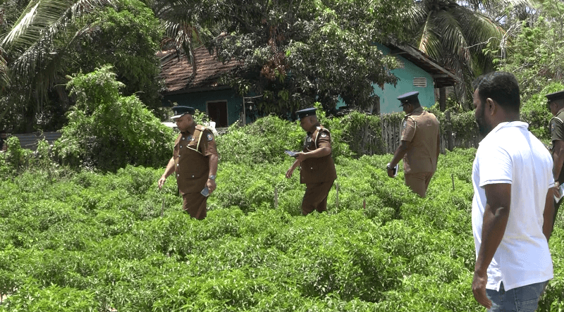 மட்டு'வில் மிளகாய் தோட்டத்திற்குள் வைத்து ஜெயகாந்தன் சுட்டுக் கொலை! வீடியோ இணைப்பு