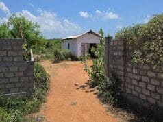 மன்னார் வீதியில் சிதறிக்கிடந்த மனித உடல் பாகங்கள் ; இழுத்துச் செல்லும் நாய்கள்! வீடியோ