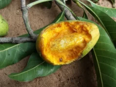 யாழில் 15 வயதுச் சிறுமிக்கு ஒரே நேரத்தில் 2 காதலர்கள்! ஒருவனுடன் ஓடிய பின் மருத்துவப் பரிசோதனையில் மாட்டுப்பட்டது எப்படி? மற்றைய காதலன் கைது!