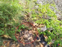 யாழ் தீவகத்தில் எலும்புக்கூட்டுச் சிதைவுகள் மீட்பு! மரத்திலிருந்த மீட்கப்பட்ட தடயங்கள்! இறந்தவர் யார்? கொலையா?