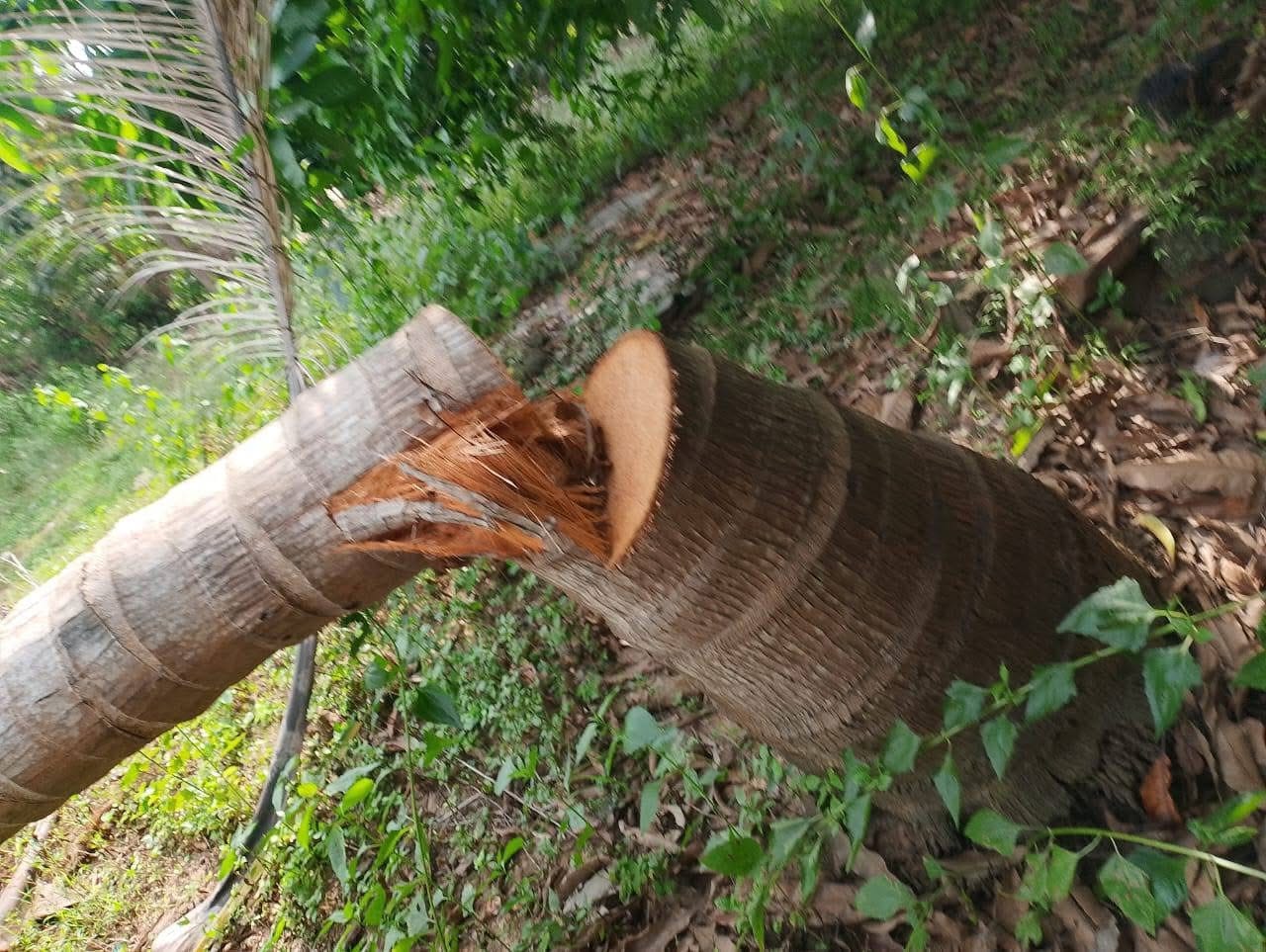 கிளிநொச்சியில் மனவைி விவகாரத்து கோரியதனால் கோபத்தில் தென்னைகளை வெட்டி வீழ்த்திய கணவன்! வீடியோ
