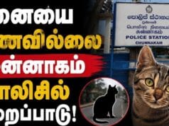 யாழில் வடிவேலு பாணியில் பொலிசாருக்கு வந்த சோதனை! பூனையை காணவில்லை என முறைப்பாடு!