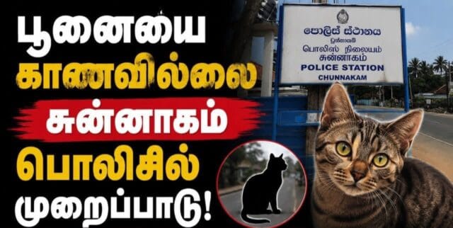 யாழில் வடிவேலு பாணியில் பொலிசாருக்கு வந்த சோதனை! பூனையை காணவில்லை என முறைப்பாடு!