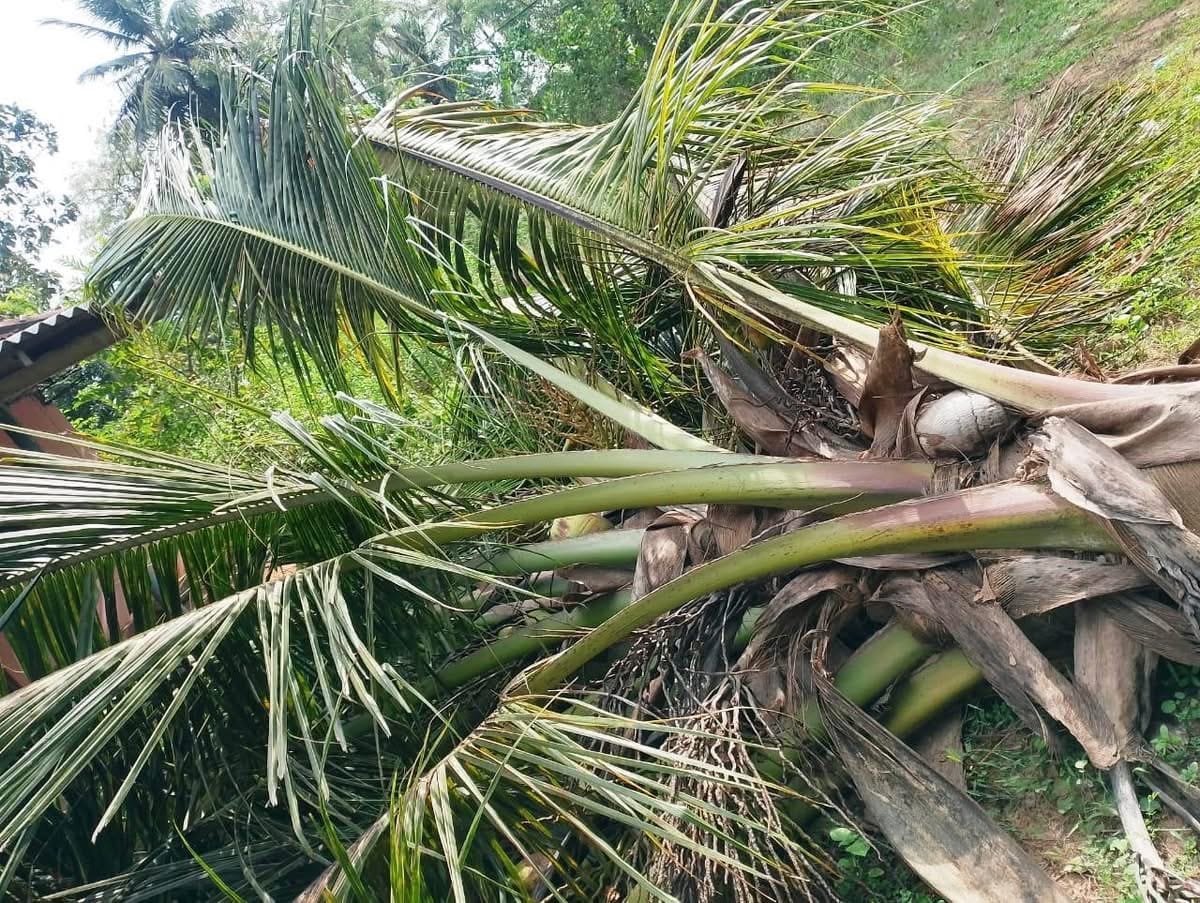 கிளிநொச்சியில் மனவைி விவகாரத்து கோரியதனால் கோபத்தில் தென்னைகளை வெட்டி வீழ்த்திய கணவன்! வீடியோ