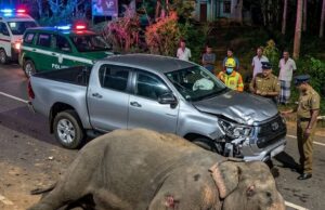 யாழ்ப்பாணம் – கண்டி A9 வீதியில் நள்ளிரவில் பயங்கரம் – சொகுசு கெப் வண்டியுடன் மோதி காட்டு யானை பரிதாப பலி! தமிழிஸ் செய்திகள் - Tamiliz Tamil News and Articles - Tamiliz News