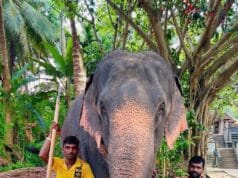 இலங்கையில் பாசத்துடன் வளர்த்த யானை இருவரின் உயிரைப் பறித்த சோகம்!