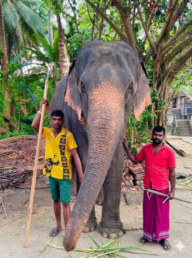 இலங்கையில் பாசத்துடன் வளர்த்த யானை இருவரின் உயிரைப் பறித்த சோகம்!
