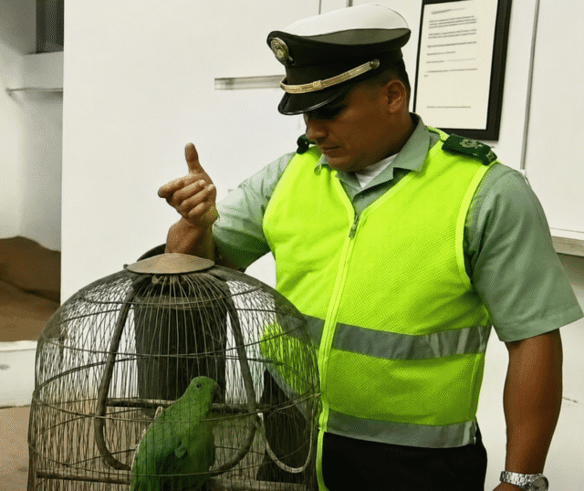 பிரேசிலில் குற்றவாளிகளை தப்பிக்க வைத்த குற்றத்திற்காக கைது செய்யப்பட்ட கிளி!