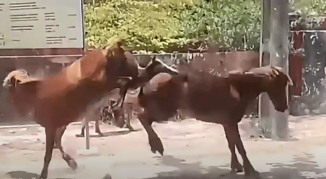 யாழ் நெடுந்தீவில் சினிமா நடிகர் விஜயகாந் ஸ்ரைலில் கால்களால் அடிபடும் குதிரைகள்!! வீடியோ