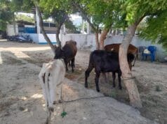 யாழில் சட்டவிரோத மாடு வெட்டும் நடவடிக்கை முறியடிப்பு; 4 மாடுகள் மீட்பு! ஒருவர் கைது! வீடியோ