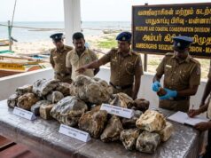 மன்னாரில் 67 கிலோவுக்கும் அதிகமான 50 கோடி ரூபா மதிப்புள்ள திமிங்கலத்தின் வாந்தி பறிமுதல்!