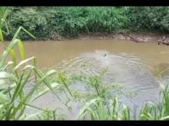 முதலைகளுக்கே தண்ணி காட்டி தப்பியோடிய கைதி! உயிர்ப் பயத்தில் பிடிக்க முடியாது திணறிய அகுரெஸ்ஸ பொலிசார்! வீடியோ