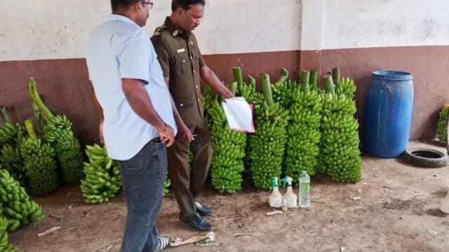 யாழில் கோவில் அன்னதானத்திற்கு வழங்க ஆயத்தமான நச்சு வாழைப்பழங்கள்! அதிரடி நடவடிக்கை எடுத்த உதயபாலா PHI