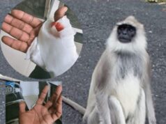 மட்டக்களப்பு நகர் பகுதியில் ஒரே நாளில் 8 பேரை கடித்த குரங்கு!