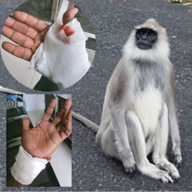 மட்டக்களப்பு நகர் பகுதியில் ஒரே நாளில் 8 பேரை கடித்த குரங்கு!